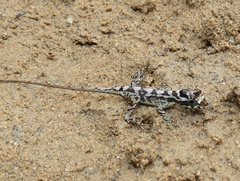 Anolis humilis