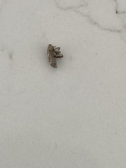 Mitrastethus baridioides