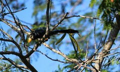 Cyanocorax yucatanicus
