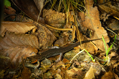 Desmognathus imitator