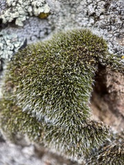 Grimmia