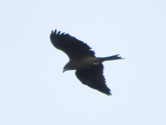 Milvus migrans lineatus