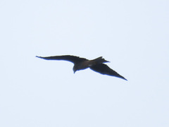 Milvus migrans lineatus