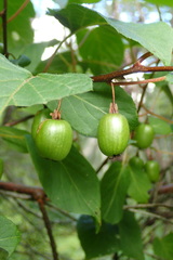 Actinidia kolomikta
