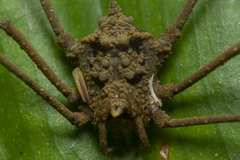 Pseudotrogulus mirim