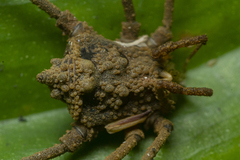 Pseudotrogulus mirim