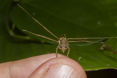 Pseudotrogulus mirim