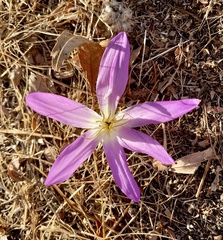 Colchicum montanum