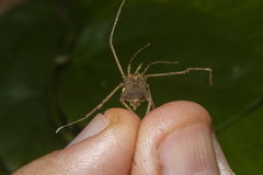 Pseudotrogulus mirim