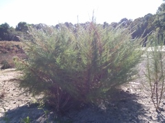 Eupatorium capillifolium