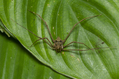 Pseudotrogulus mirim