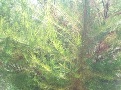 Eupatorium capillifolium