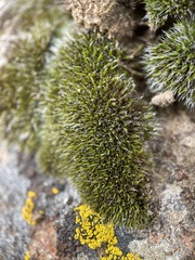 Grimmia