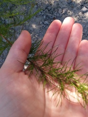 Eupatorium capillifolium