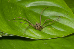 Pseudotrogulus mirim