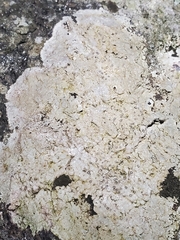 Phlyctis petraea