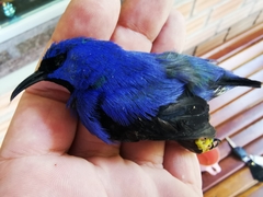 Cyanerpes caeruleus