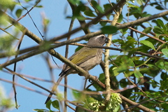 Saltator similis