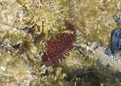 Actinia fragacea