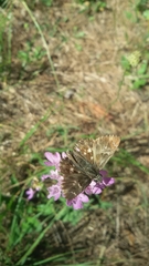 Muschampia floccifera