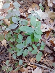 Polygaloides paucifolia