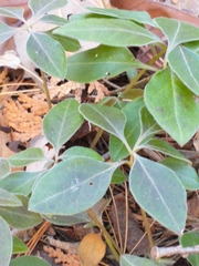 Polygaloides paucifolia