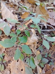 Polygaloides paucifolia