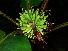 Musa monticola