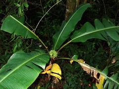 Musa monticola