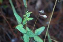 Macroptilium lathyroides