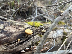 Galerina marginata