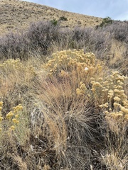 Pseudoroegneria spicata