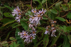 Aster tataricus