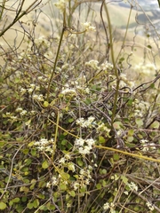 Scandia geniculata