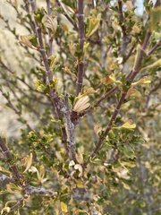 Purshia tridentata