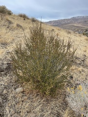 Purshia tridentata