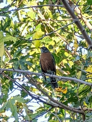 Turdus migratorius