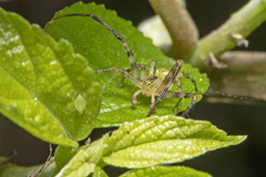Sidymella rubrosignata