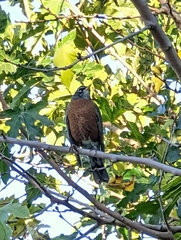 Turdus migratorius