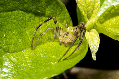 Sidymella rubrosignata