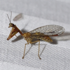 Leptomantispa pulchella