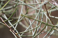Acacia juncifolia