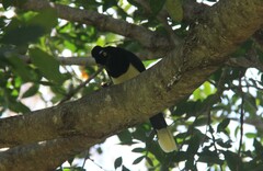 Cyanocorax chrysops