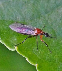 Dilophus tibialis breviceps