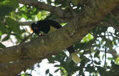 Cyanocorax chrysops