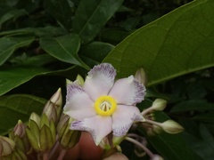 Prestonia portobellensis
