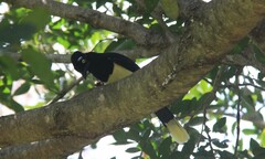 Cyanocorax chrysops