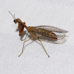 Leptomantispa pulchella