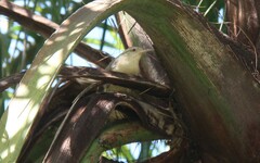 Campylorhynchus turdinus