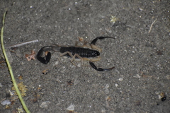 Centruroides fulvipes